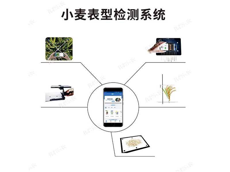 小麥表型檢測系統(tǒng)TPM-BX-1